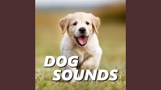 Sounds of Dogs Barking [upl. by Eiser]