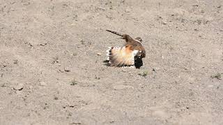 Killdeer broken wing act [upl. by Agnimod551]