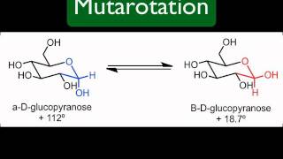 Mutarotation [upl. by Ylim86]