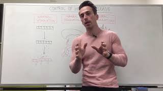 Control of Hormone Release  Endocrine System [upl. by Hamehseer]