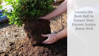 How To Plant Encore Azaleas [upl. by Sokairyk948]