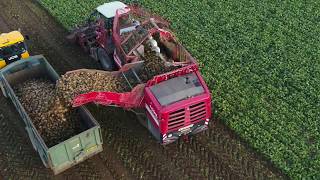 Grimme Rexor sugar beet harvester working in Norfolk by Farming Photography [upl. by Suzetta]