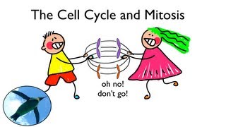 Cell Cycle and Mitosis [upl. by Nnyleak]