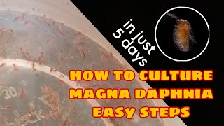 How to Culture Magna Daphnia Easily [upl. by Aelc]