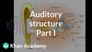 Auditory structure  part 1  Processing the Environment  MCAT  Khan Academy [upl. by Okorih659]