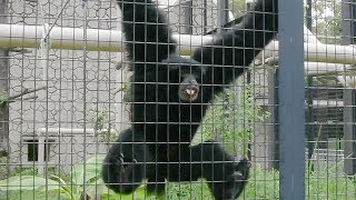 「おっさんの叫び声」？フクロテナガザル人気 名古屋・東山動植物園 [upl. by Nabetse142]