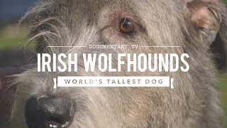 ALL ABOUT IRISH WOLFHOUNDS THE WORLDS TALLEST DOG [upl. by Emmeline]