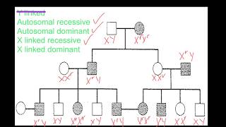 Pedigree Analysis [upl. by Atinauj]