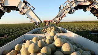 Amazing Agriculture Cultivation  Cantaloupe Growing Harvesting and Parking [upl. by Velda938]