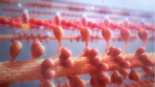 Cardiac Contractility Modulation  Mode of Action English [upl. by Mathur]