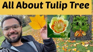 Tulip tree  Liriodendron tulipifera  How to take care of Tulip tree  Flowering season of Tulip [upl. by Moia]