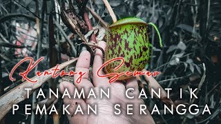 Kantong Semar Termos Nepenthes Ampullaria [upl. by Nojad]