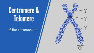 What Are Centromere amp Telomere [upl. by Schofield417]