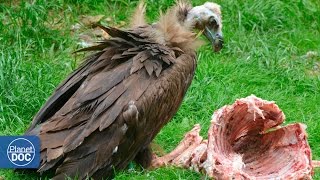 Vultures eating dead animal [upl. by Auoh]