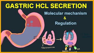 Gastric acid HCL secretion Mechanism and Regulation [upl. by Yrod366]