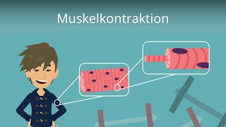 Muskelkontraktion einfach erklärt [upl. by Tallula429]