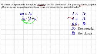 Cruces monohíbridos homocigoto recesivo con heterocigoto [upl. by Yelrebma]