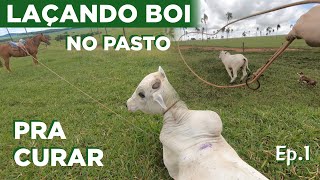 LAÇANDO BOI NO PASTO PRA CURAR EP1 [upl. by Salomon]