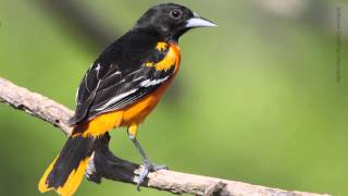 Baltimore Oriole [upl. by Barbur125]