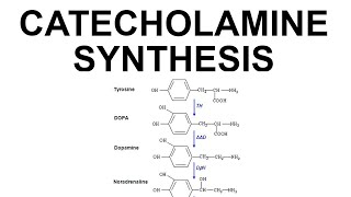 Catecholamine Synthesis [upl. by Nancey]