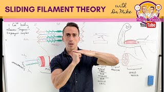 Sliding Filament Theory  Muscle Contraction [upl. by Ydnys]