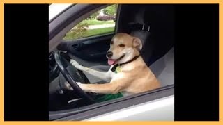 Dog Driving Car Vine  Funny Dog Drive With Car [upl. by Pippo]