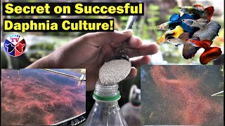 How to Culture Daphnia Successfully [upl. by Sydel889]