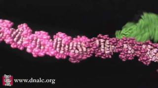 Mechanism of Recombination [upl. by Lymn]