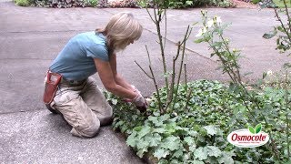 How to Fertilize Rose Plants [upl. by Naujd]