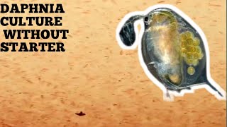 HOW TO CULTURE DAPHNIA NATURALLY WITHOUT A STARTER [upl. by Aiuhsoj]