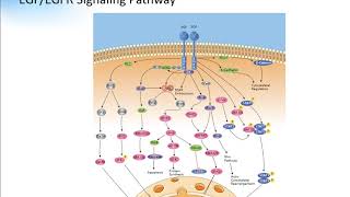 EGF EGFR Signaling Pathway Creative Diagnostics [upl. by Siramed636]