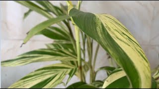 Alpinia Zerumbet Variegata  Shell Ginger General Care Guide Sunlight Propagation Fertilization [upl. by Konrad216]