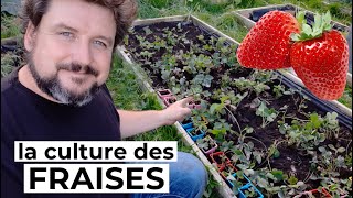 Comment cultiver les FRAISES 🍓 [upl. by Jerz]