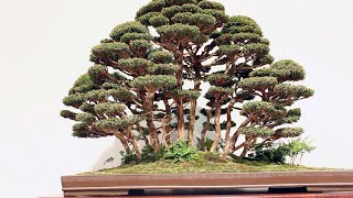 Forest Bonsai inspiration [upl. by Linnell]