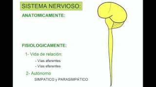 SISTEMA NERVIOSO 1 [upl. by Annadiana]