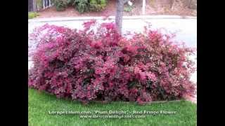 Loropetalum chinesis Plum Delight  Chinese red fringe flower [upl. by Lehet]