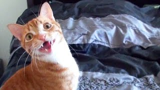 Funny Cats and Kittens Meowing Compilation [upl. by Goto]