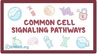 Common cell signaling pathway [upl. by Notsa]