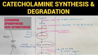 Autonomic Pharmacology  12  Catecholamines Synthesis amp Degradation  EOMS [upl. by Yadsnil]