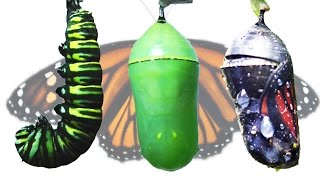 Monarch Butterfly Metamorphosis Timelapse FYV [upl. by Derina347]