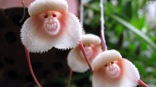 Top 10 Flowers That Look Like Animals [upl. by Mischa]