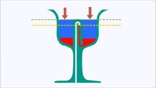 Pythagoras Cup Working and Principle [upl. by Leuqcar]