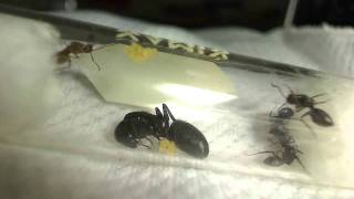 Camponotus pennsylvanicus Emerging from Hibernation Time lapse HD [upl. by Akinad]