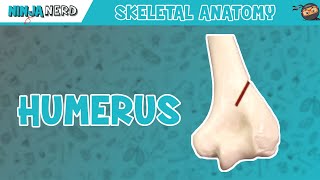 Humerus Anatomy [upl. by Nilyarg580]