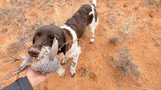 Blue Quail Hunting Run amp Gun 👉 Eastern New Mexico 🌵 Gould Brothers VLOG [upl. by Analiese]