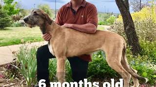 An Irish Wolfhound First 2 Years [upl. by Dennett]