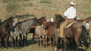 Tongue River Ranch  American Quarter Horse Program [upl. by Sundstrom]