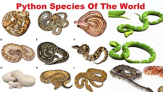 Python Species  All Python Species Of The World [upl. by Rhody345]