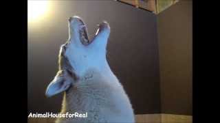 Siberian Husky Howling Compilation [upl. by Rolyks]