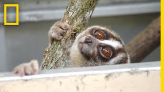 Rescuers Release 20 Javan Slow Lorises Back Into The Wild  National Geographic [upl. by Eimmaj]